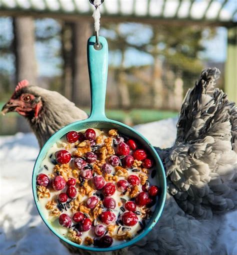 Homemade Suet Cakes A Warming Winter Chicken Treat Fresh Eggs Daily