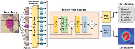 Diagnostics Free Full Text An Explainable Vision Transformer Model