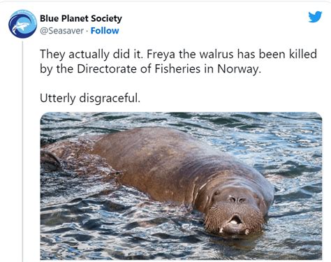 Norway Euthanized Freya The Popular Walrus Who Just Acted Like A