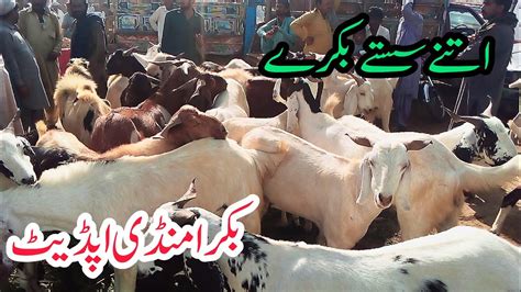 Sindh Ke Sasti Bakra Mandi Tando Adam 2023 Latest Update Bakra Eid