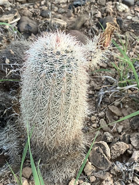 New Mexico Rainbow Cactus From Nm 433 Las Vegas Nm Us On June 13