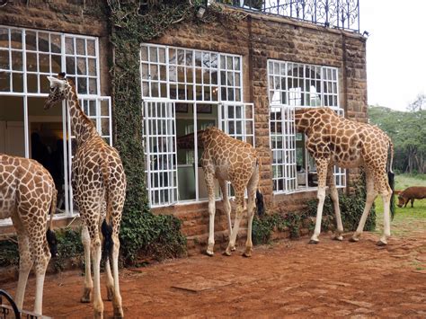 Giraffe Manor Kenya Safari | Hanging with Giraffe at Giraffe Manor