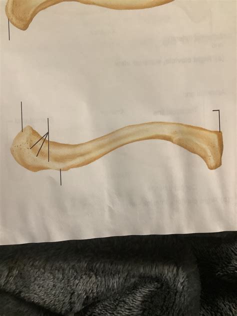 Clavicle Inferior View Diagram Quizlet