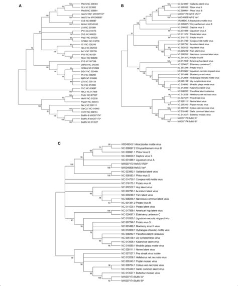 A C Maximum Likelihood Phylogenetic Trees With 1000 Bootstrap