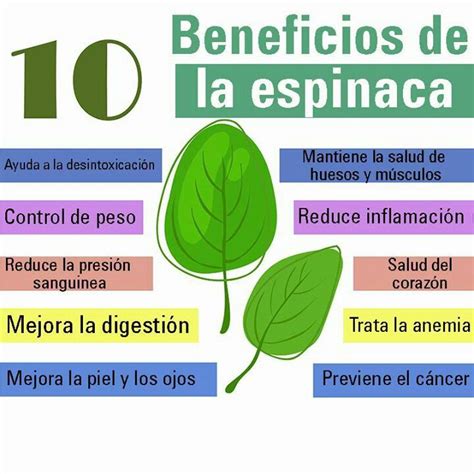 Beneficios De La Espinaca Productos Para La Salud Recetas Para La