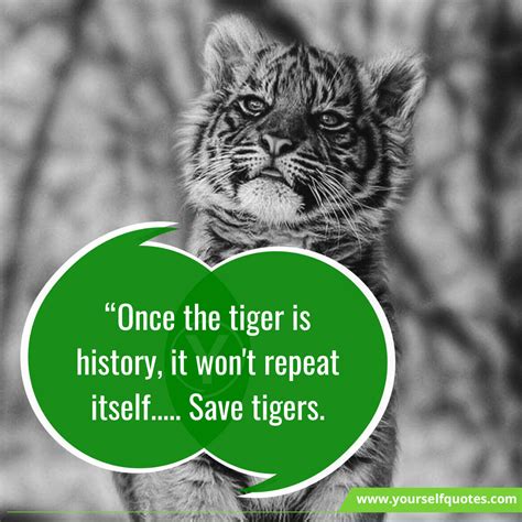 World Tiger Day Quotes, Messages, Needs, Historical past, Significance ...