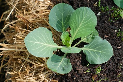 Intro to Straw Bale Gardening: How Straw Bale Gardening Works - 2024 - MasterClass