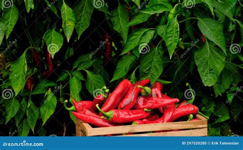 Chili Pepper Harvest at the Farm. Selective Focus Stock Footage - Video ...