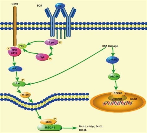 The Signal Transduction Pathway That Dcz Induced In Cell Apoptosis