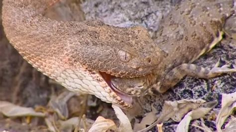 Western Diamondback Rattlesnake Eating