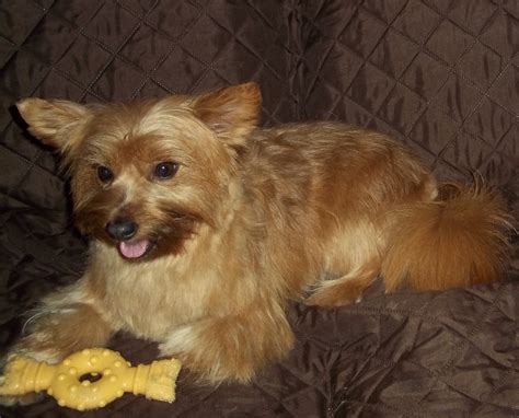 Yorkshire Terrier Mix Photos | ThriftyFun