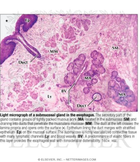 Light Micrograph Of A Submucosal Gland In The Esophagus