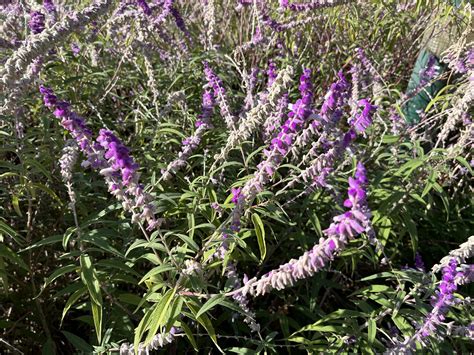 Salvia leucantha - Moje Rastliny
