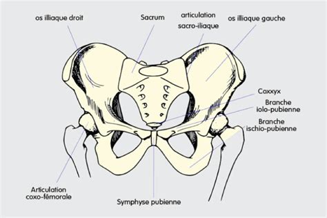 Traitement De Larticulation Sacro Iliaque Clinique Physio St Hubert