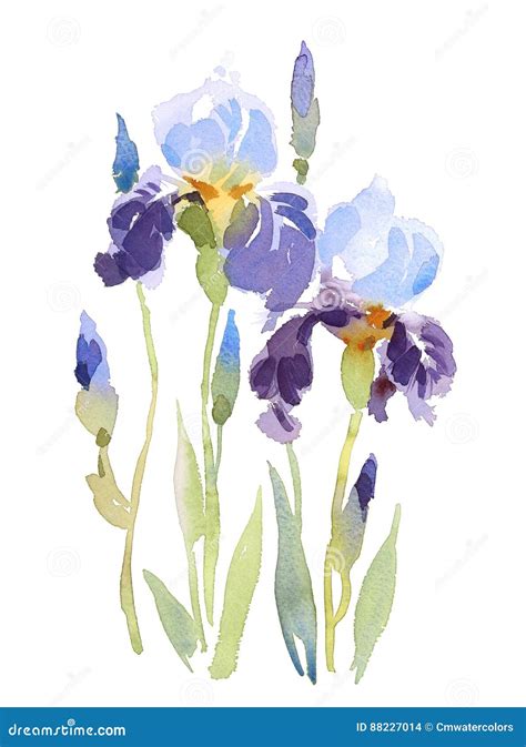 Blue Irises Flowers Watercolor Illustration Hand Painted Stock