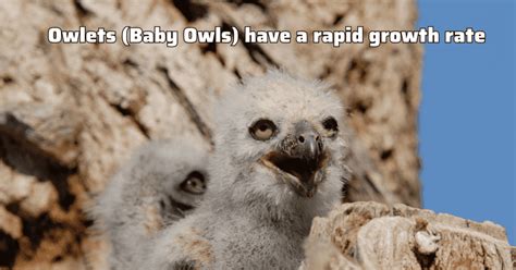 21 Fun Owl Facts for Kids That You Won't Believe