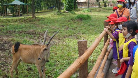 Solo Safari Tambah Daya Tarik Wisata Surakarta Kompas Id