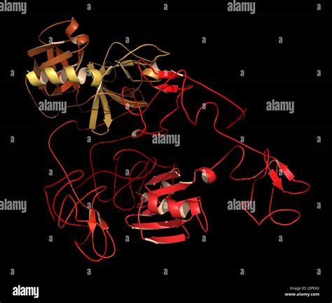 Plasminogen plasmin precursor protein. Plasmin is an enzyme responsible for the breakdown of ...