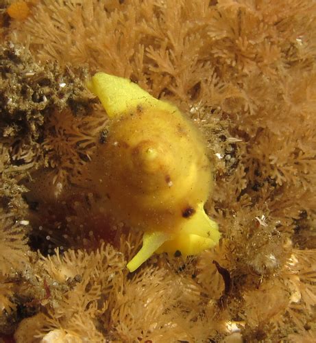 Yellow Umbrella Slug Possibly Galapagos Sea Slugs Work In Progress