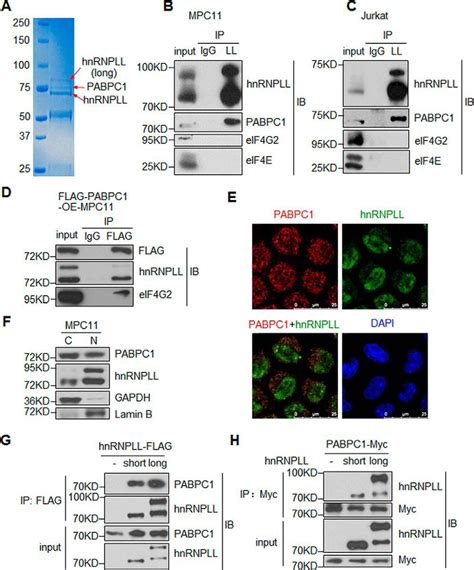 Cytoplasmic Polya Binding Protein 1 Pabpc1 Interacts With The Rna