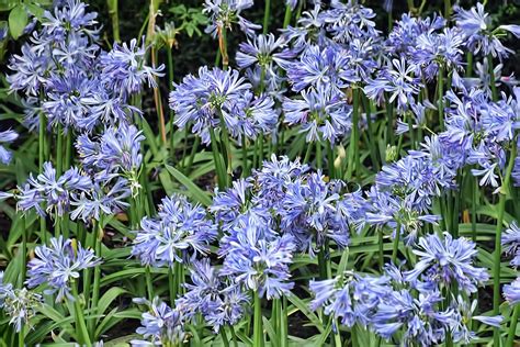 Blue Lily By Choo Yut Shing Via Flickr At The Flower Field Flower