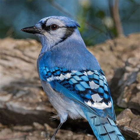 Are blue jay birds rare? - DIY Seattle