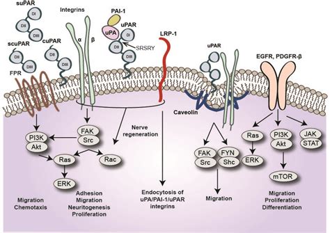 Membrane Ligands Of The Urokinase Receptor Upar The Receptor