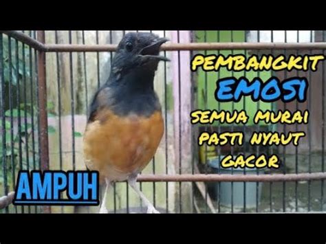 Pembangkit Emosi Murai Batu Semua Murai Pasti Nyaut Gacor Dengar Suara