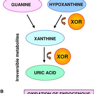 Molecular And Cellular Actions Of Xanthine Oxidoreductase XOR A