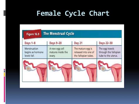 Ppt The Female Reproductive System Powerpoint Presentation Free Download Id2105938