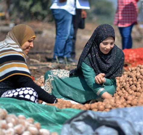 PepsiCo Egypt Celebrates Fourth Harvest Season Of Potatoes NUFFOODS