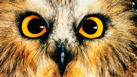 15 Mysterious Facts About Owls Mental Floss