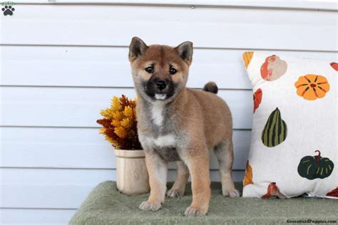 Katie - Shiba Inu Puppy For Sale in Pennsylvania