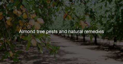 Almond tree pests and natural remedies - Life By Almond