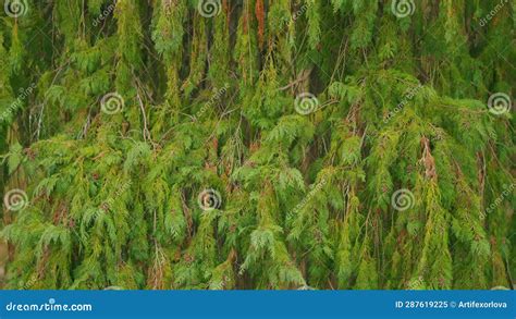 Green Branches Of Thuja Tree Thuja Occidentalis Is An Evergreen