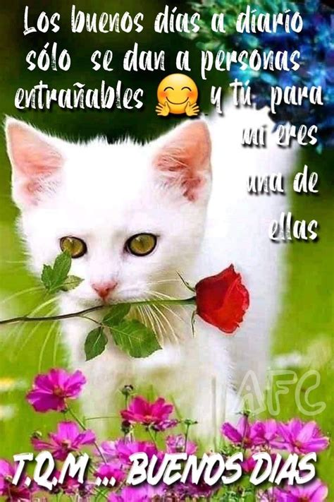 A White Cat Holding A Rose In It S Mouth With The Caption