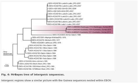 Figure 4 From Phylogenetic Analysis Of Guinea 2014 EBOV Ebolavirus