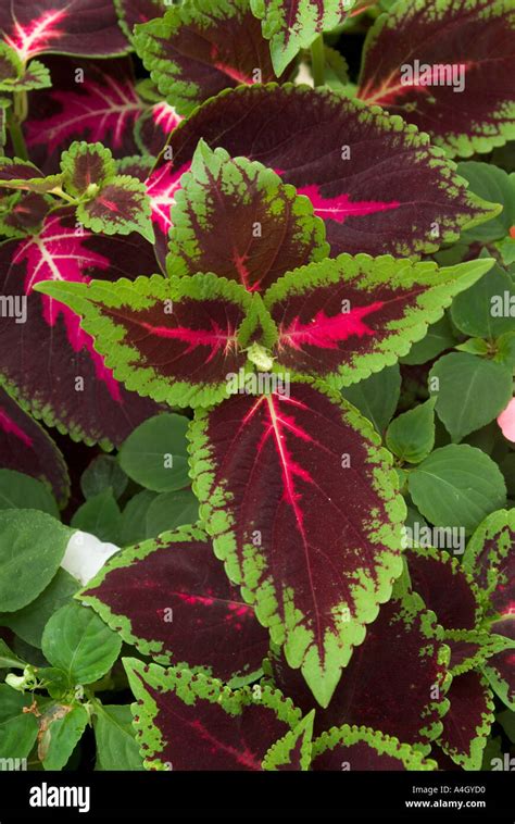 Coleus Solenostemon Scutellarioides Var Beckwith S Gem Stock Photo Alamy