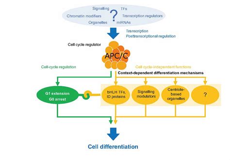 Review Published Of Function Of A Conserved Cell Cycle Protein In Cell Differentiation