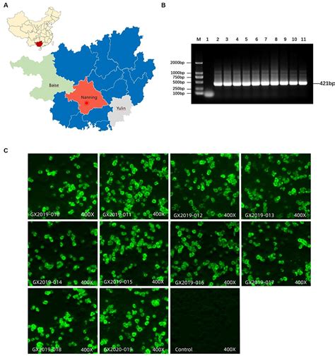 Frontiers Differences In The Pathogenicity And Molecular