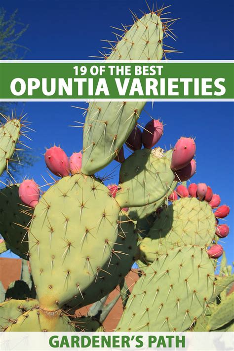 19 Of The Best Prickly Pear Opuntia Varieties Gardeners Path