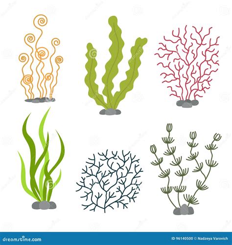 Plantas De Mar Y Algas Marinas Acu Ticas Ejemplo Determinado Del Vector