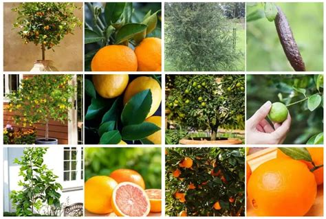 13 Best Citrus Varieties to Grow in Florida (Lemon & Lime)