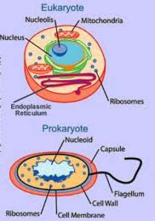 Difference between Prokaryotic and Eukaryotic Flagella