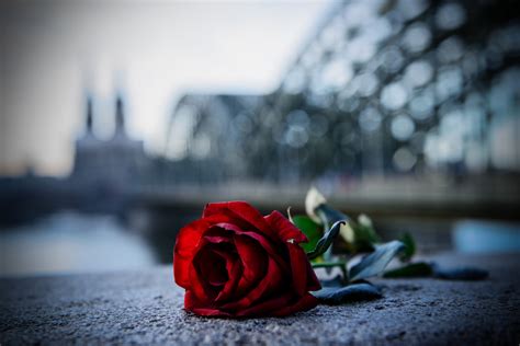 Fondos De Pantalla Puente Rosa R O Alemania Nikon Catedral