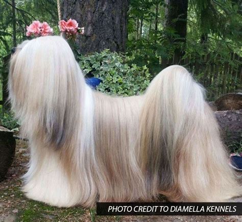 Lhasa Apso Grooming Bathing And Care By Espree Animal Products Lhasa