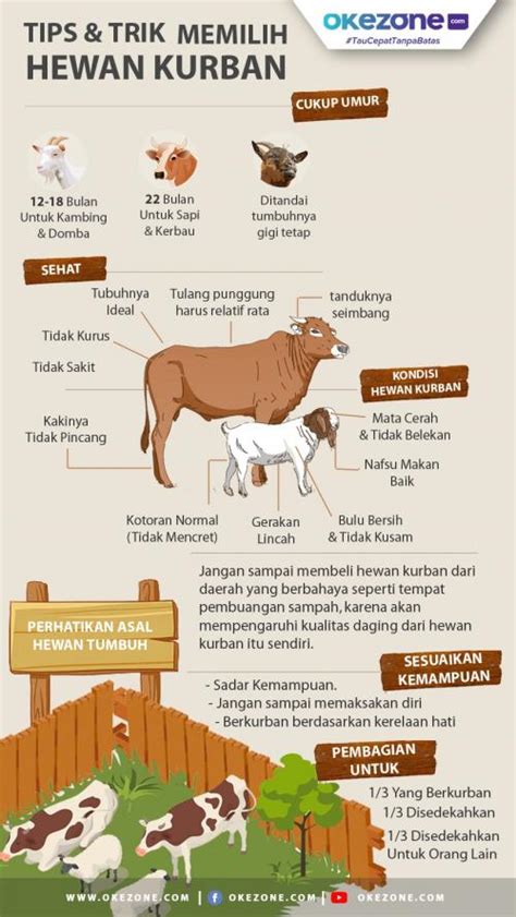 Tips Dan Trik Memilih Hewan Kurban Foto Okezone Infografis