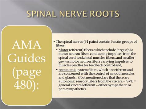 Anatomy Of The Spinal Nerve Roots Ezqmeceu Qme Continuing