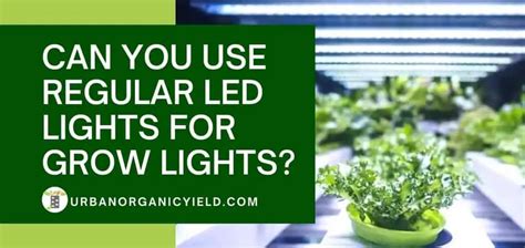 Can I Use Normal Led Light To Grow Plants Indoor