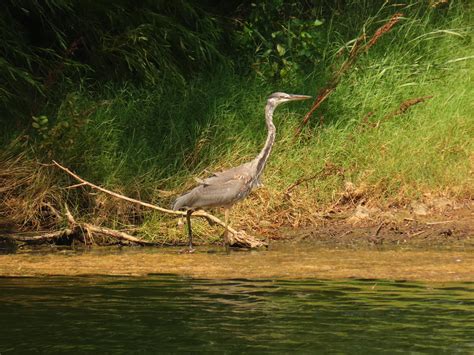 Img Great Blue Heron Stoneridge Laban West Flickr